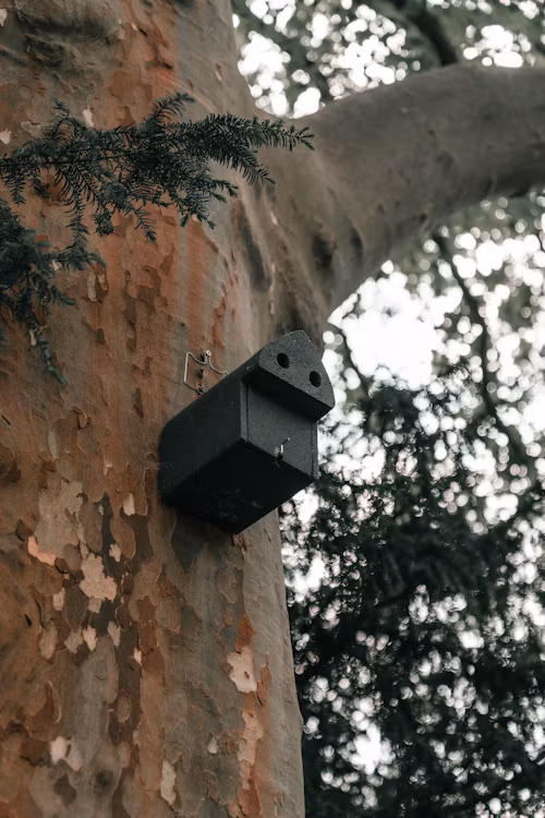 Wireless Wildlife Camera